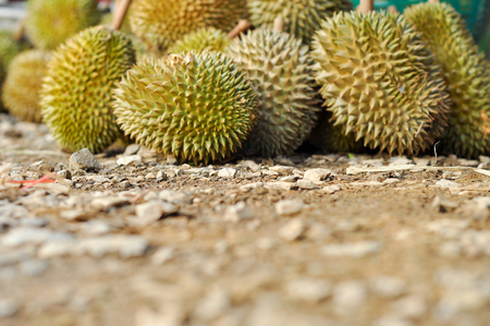 Durian LONG-LIN LAPLAE small durian, but it is delicious.の写真素材