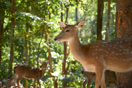 Sika deer're living in the wild.の写真素材