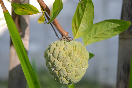 Custard apples are a decadent and deliciously sweet sub-tropical fruit.の写真素材