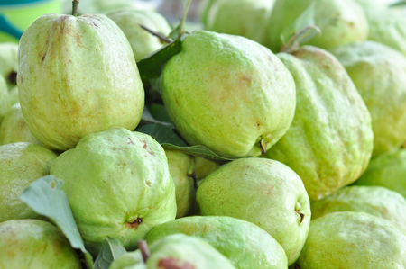 Fresh guava. it is produce from farmer.の写真素材