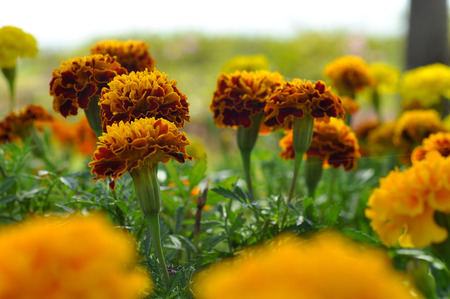 The orange-yellow flowering plants in the garden.の写真素材