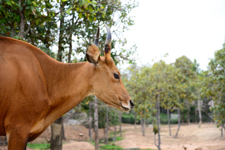 Female banteng has the redの写真素材