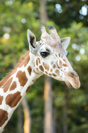 Close up face of young reticulated geraffe.の写真素材