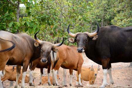 Bantengs live together in groups.の写真素材