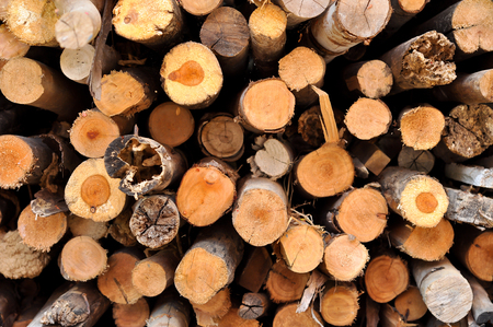 Firewood as a fuel source that is readily available.の写真素材