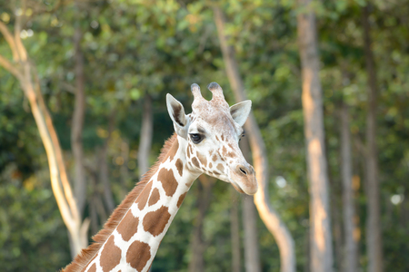 Close up face of young reticulated geraffe.の写真素材