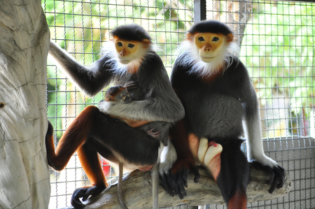 The family of fred-shanked doucs are helping to care for the baby.の写真素材