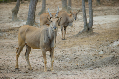 common eland was standing still on the forest clearing.の写真素材