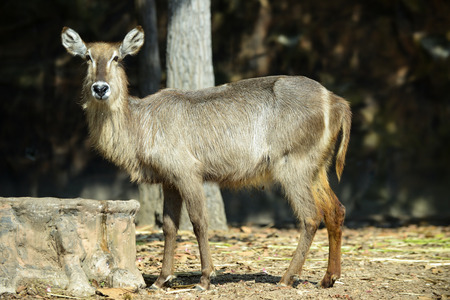 female waterback standing and looking aroundの写真素材