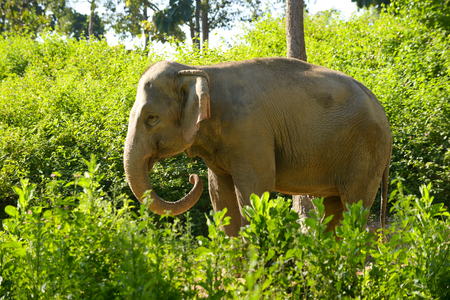 Asia elelphant standing in the forest.の写真素材