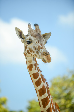 Close up face of young reticulated geraffe.の写真素材