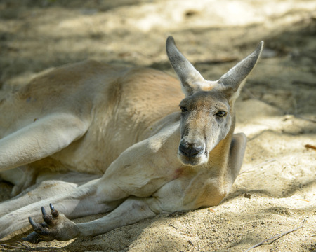 male kangaroo is relaxing on the ground under the trees.の写真素材