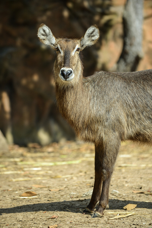 female waterback standing and looking aroundの写真素材