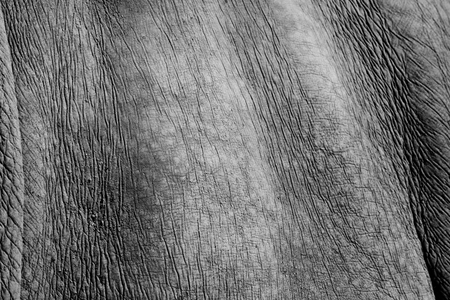 Black and white tone of rhino skinの写真素材