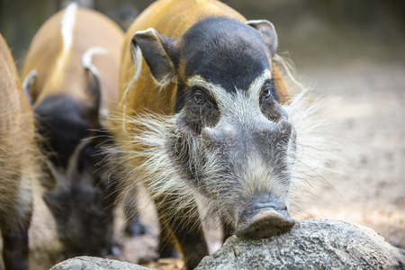 Red River Hog in the zoo. (face close up)の写真素材