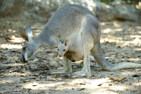 joey (baby kangaroo) in  the pouchの写真素材
