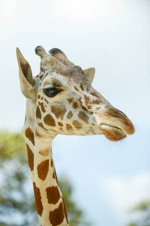 Close up face of young reticulated geraffe.の写真素材