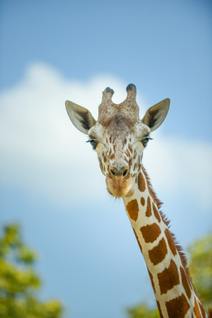 Close up face of young reticulated geraffe.の写真素材