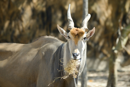 common eland standing chewing hay.の写真素材