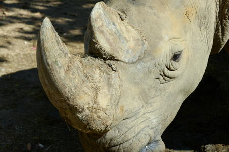 Rhino's horn is a Rhino's lifeの写真素材