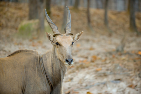 Close up face of common elandの写真素材