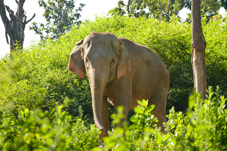 Asia elelphant standing in the forest.の写真素材