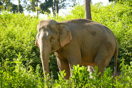 Asia elelphant standing in the forest.の写真素材