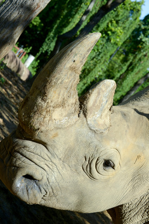 Rhino's horn is a Rhino's lifeの写真素材