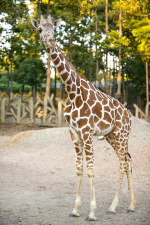 Standing young reticulated giraffe and looking aroundの写真素材