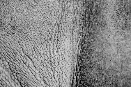 Black and white tone of rhino skinの写真素材