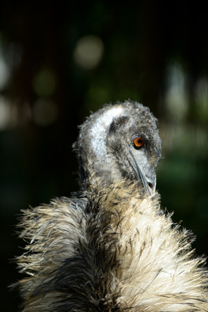 Wild Emus only exist in Australia,の写真素材
