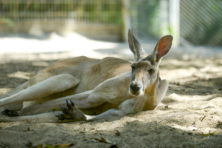 male kangaroo is relaxing on the ground under the trees.の写真素材