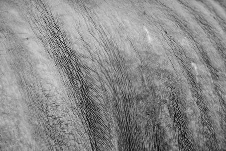 Black and white tone of rhino skinの写真素材