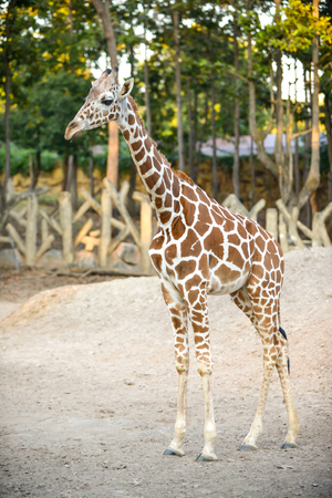 Standing young reticulated giraffe and looking aroundの写真素材