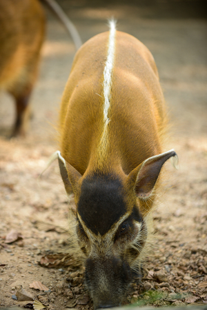 Red River Hog in the zoo.の写真素材