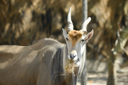 common eland standing chewing hay.の写真素材