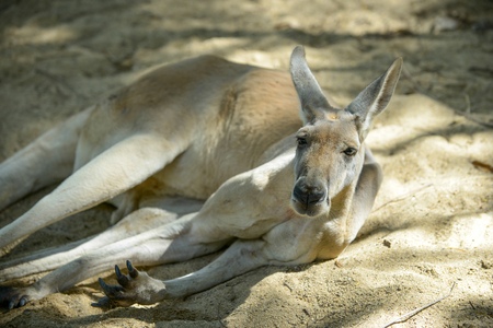 male kangaroo is relaxing on the ground under the trees.の写真素材