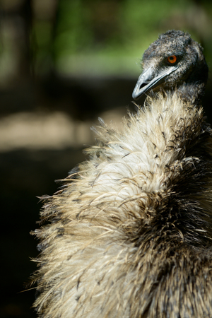 Wild Emus only exist in Australia,の写真素材