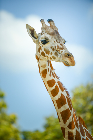 Close up face of young reticulated geraffe.の写真素材