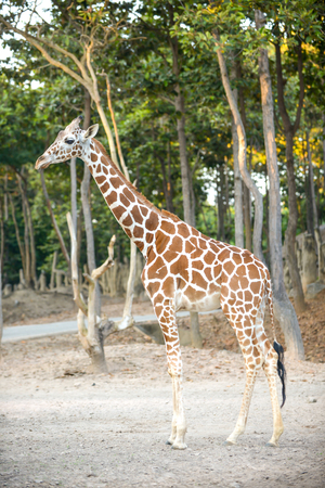 Standing young reticulated giraffe and looking aroundの写真素材