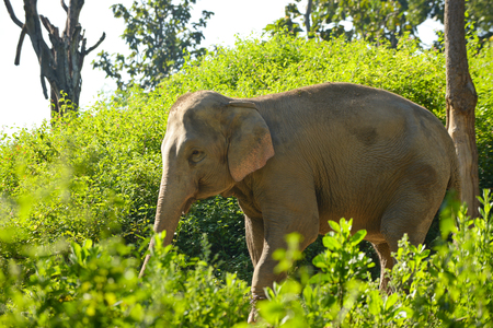 Asia elelphant standing in the forest.の写真素材