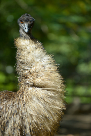 Wild Emus only exist in Australia,の写真素材