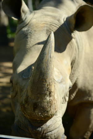 Rhino's horn is a Rhino's lifeの写真素材