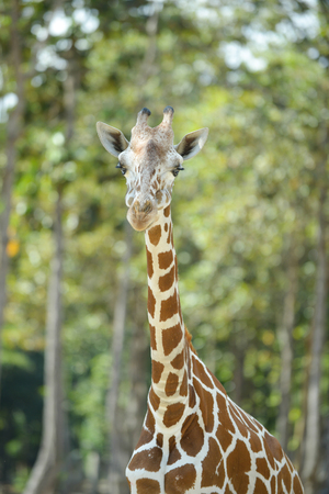 young reticulated giraffe's standing ruminantの写真素材