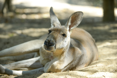 male kangaroo is relaxing on the ground under the trees.の写真素材