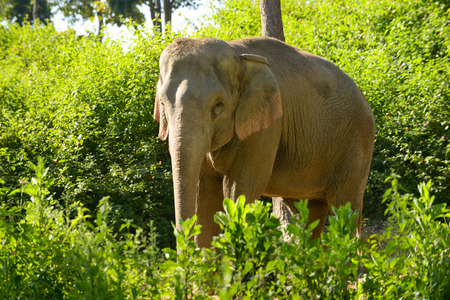 Asia elelphant standing in the forest.の写真素材