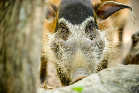 Red River Hog in the zoo. (face close up)の写真素材