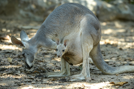 joey (baby kangaroo) in  the pouchの写真素材
