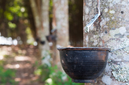 Latex from the rubber tree drops into the bowl at the rubber plantation.の写真素材