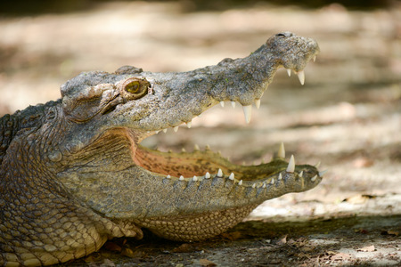 Crocodile is open mouth while resting.の写真素材